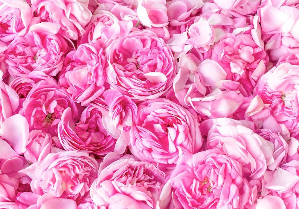 Photograph of damask rose Roses